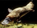Platypus (ptakopysk)