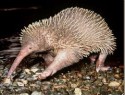 Echidna (ježura)